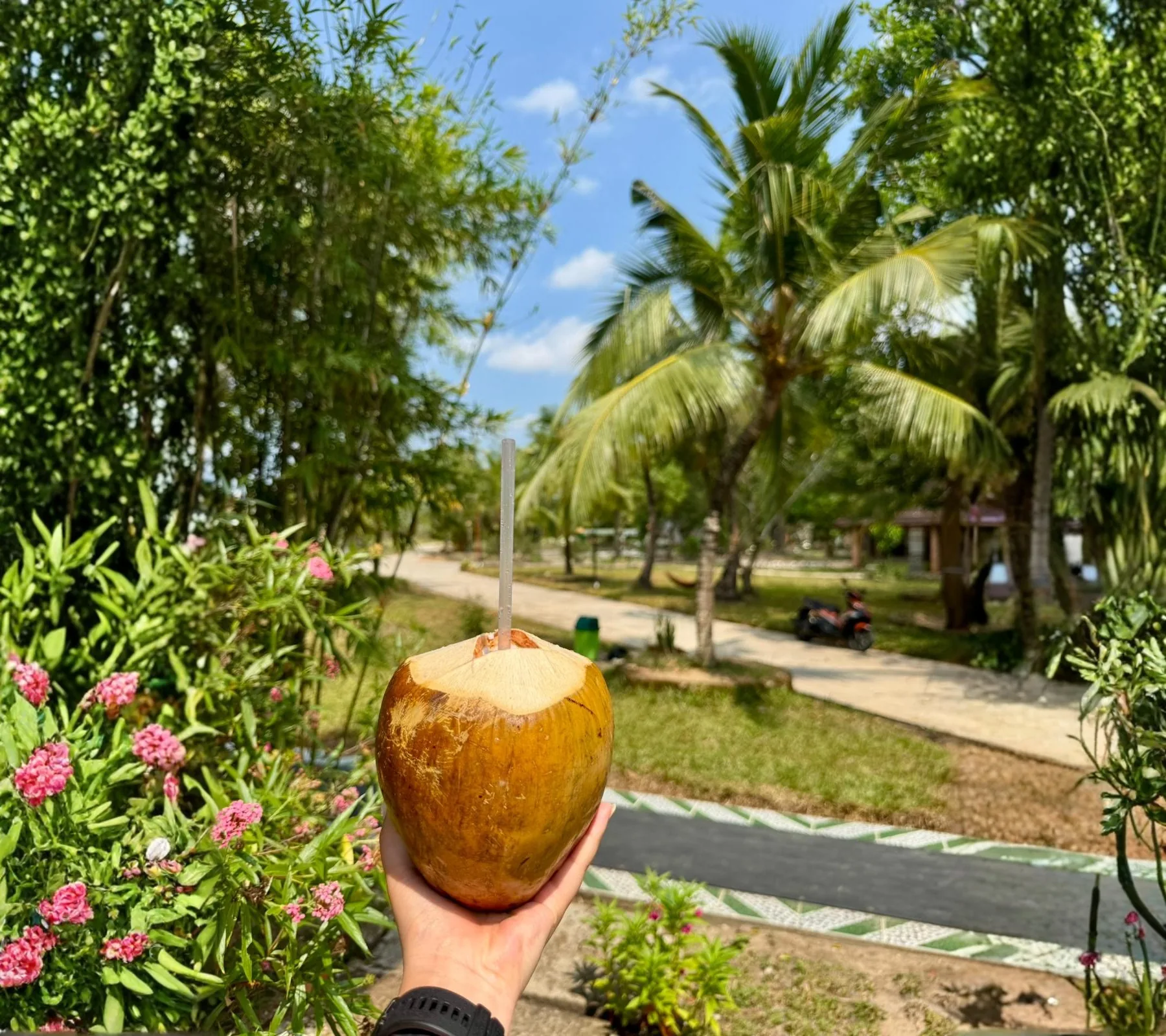 Fresh coconut on the retreat grounds, jungle path lined with palms